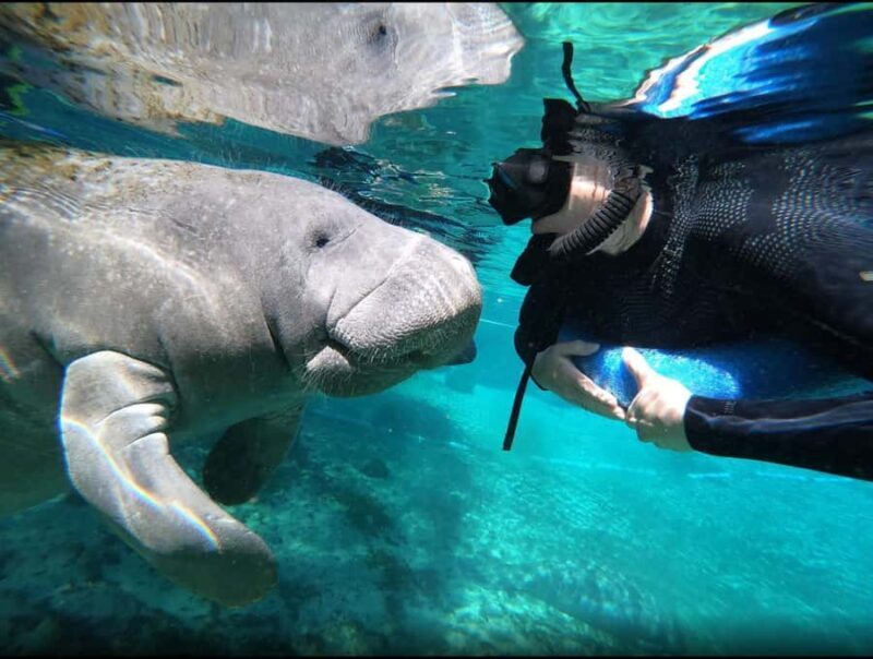 Manatee Snorkeling Tour with in water Guide and photographer - Breaking Down the Experience