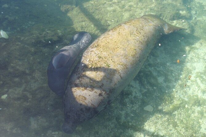 Manatee Springs Adventure Tour - Practical Details and Value
