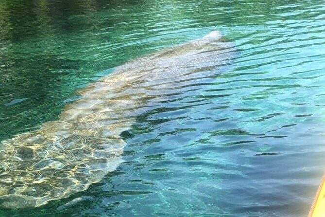 Manatee Springs Adventure Tour - FAQs