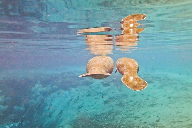 Manatee Swim and Wildlife Park with Upgrade Options from Orlando - Frequently Asked Questions