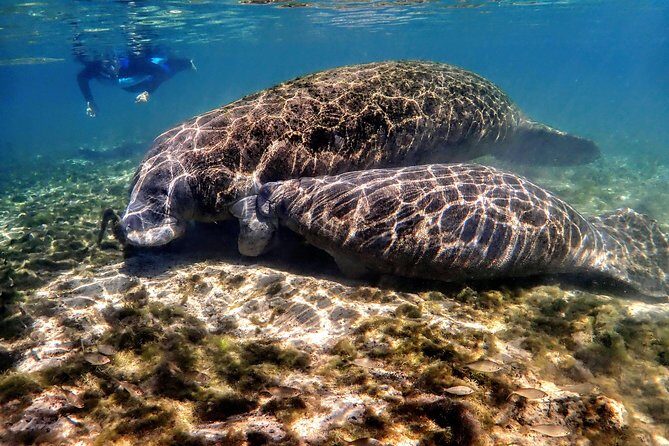 Manatee Swim Tour with In Water Photographer - The Experience: What to Expect