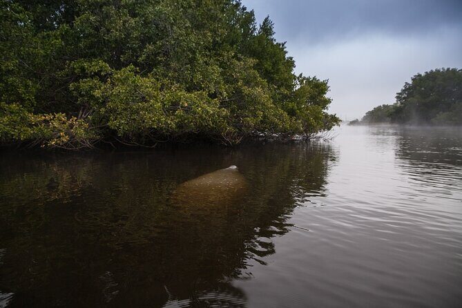 Manatees, Grasslands and Mangroves kayak Tour (Small Group Tour) - What to Expect from the Kayak Tour