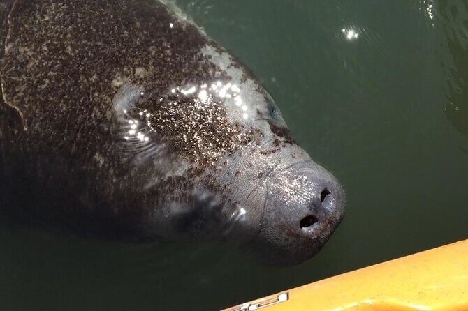 Manatees/Sunset/Bioluminescence Tour - Is It Worth the Price?
