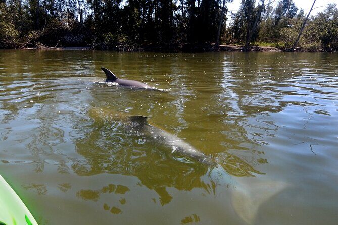 Manatees/Sunset/Bioluminescence Tour - Final Thoughts: Who Should Consider This Tour?