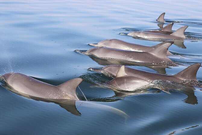 Mandurah Dolphin Cruise and Views - Who Will Love This Tour?