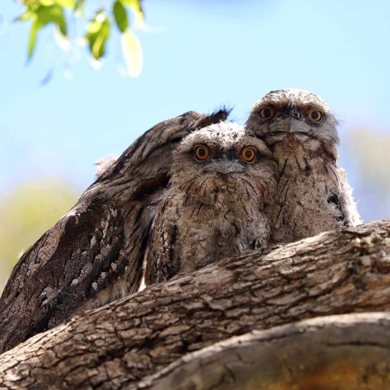 Mandurah: Murray River Lunch Cruise - The Itinerary: What You Can Expect