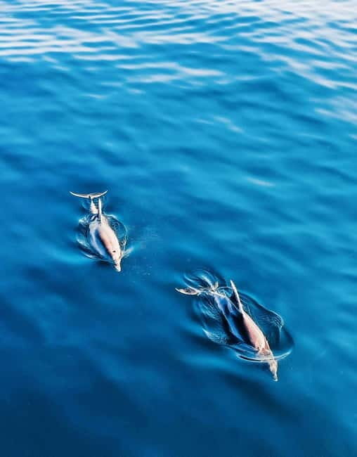 MANGO BOAT - Unlicensed boat in Puerto Banús - Who Is This Tour Best For?