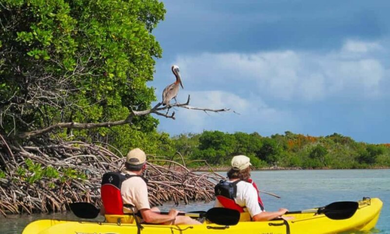 Mangrove Jungle exploration on SUP/Kayak - Diving Into the Experience: What’s Really Involved