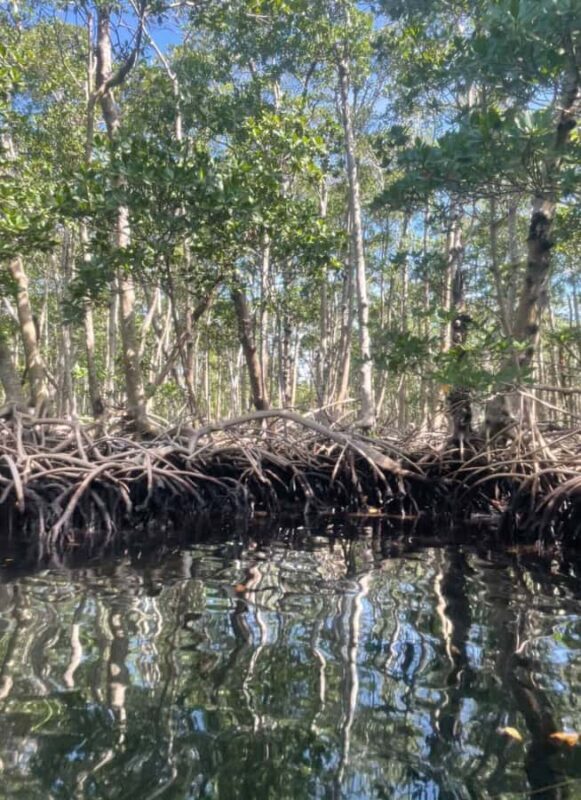 Mangrove Jungle exploration on SUP/Kayak - Final Thoughts