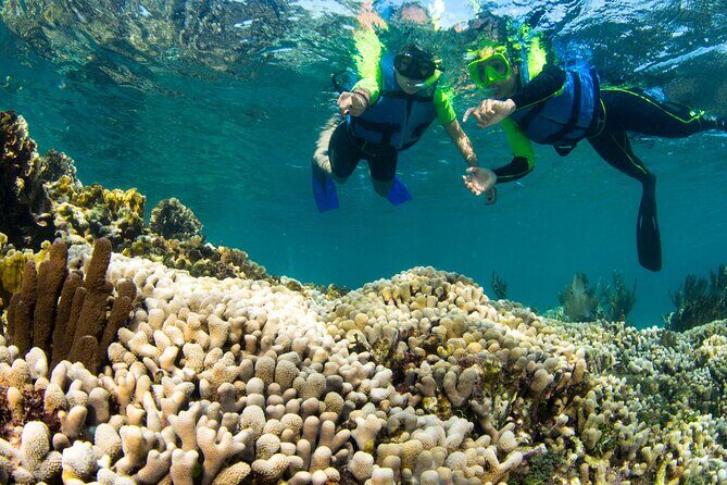 Mangrove Jungle Speedboat Experience - FAQ