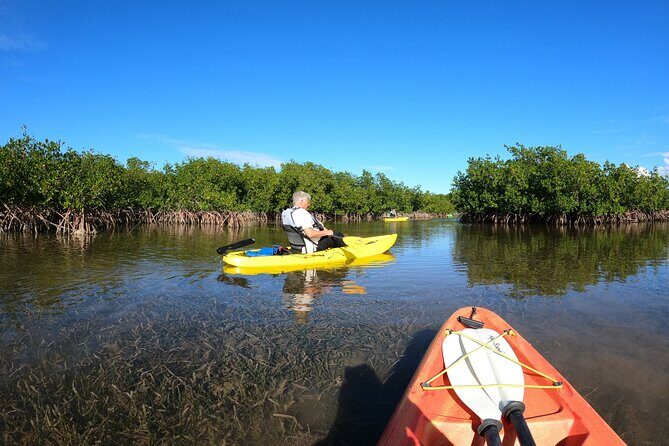 Mangrove Tunnel Kayak Adventure in Key Largo - What to Expect from the Tour