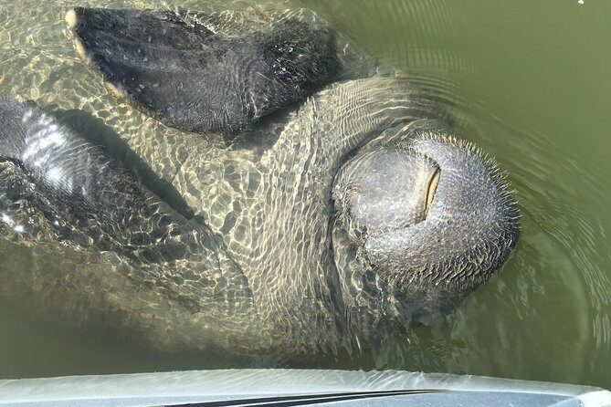 Mangrove Tunnels, Dolphins, Manatee Tour #1 Rated in Cocoa Beach - Who is This Tour Best For?
