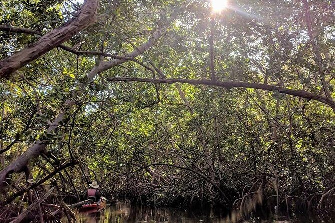 Mangrove Tunnels Pedal Kayak Eco-Tour in Anna Maria - Key Points