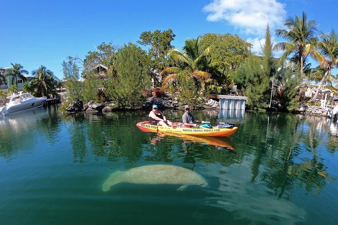 Mangroves and Manatees - Guided Kayak Eco Tour - The Value and Cost