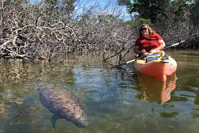 Mangroves and Manatees - Guided Kayak Eco Tour - The Flipside: Considerations and Downsides