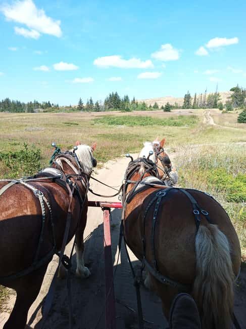 Manitoba: Horse-Drawn Wagon Ride in Spruce Woods Park - Who Should Consider This Tour?