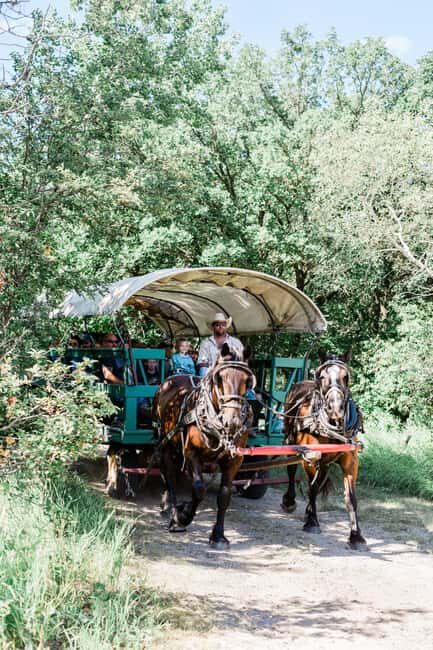Manitoba: Horse-Drawn Wagon Ride in Spruce Woods Park - The Sum Up