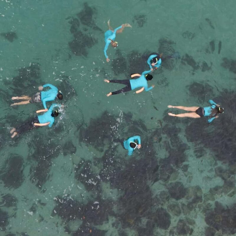 Manly Beach Guided Snorkeling Tours - What To Expect During the Tour