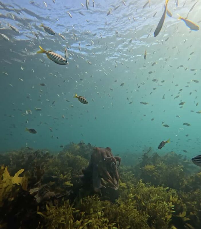 Manly Beach Guided Snorkeling Tours - Who This Tour Is Perfect For