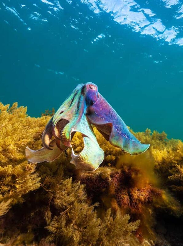 Manly: Beginner Freediving: Breath-Hold & Ocean Exploration - Final Thoughts