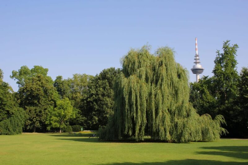 Mannheim, guided park tour: Luisenpark - Key Points