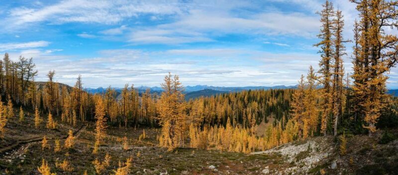 Manning Park: The Quest for the Golden Larch Tree - Is It Worth the Price?