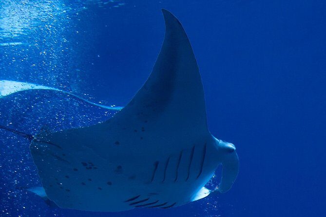 Manta Ray Night Snorkel at Kona, Big Island - What to Expect from the Manta Ray Night Snorkel Tour