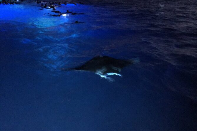 Manta Ray Night Snorkel - How Does the Pricing Stack Up?