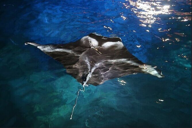 Manta Ray Night Snorkel Experience of a Lifetime - The Detailed Experience