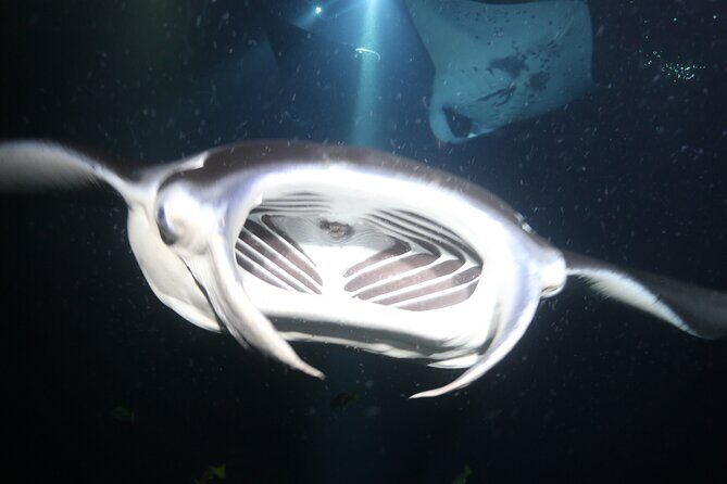 Manta Ray Night Snorkel Tour from Kona - Who is This Tour Best For?