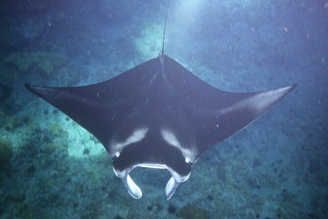 Manta Ray Night Snorkel Tour from Kona - Final Thoughts