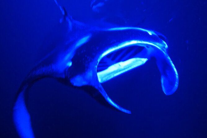 Manta Ray Night Snorkeling Adventure in Kailua-Kona - What to Expect from the Tour