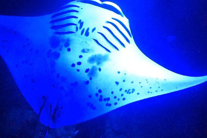Manta Ray Night Snorkeling Adventure in Kailua-Kona - The Value of This Experience