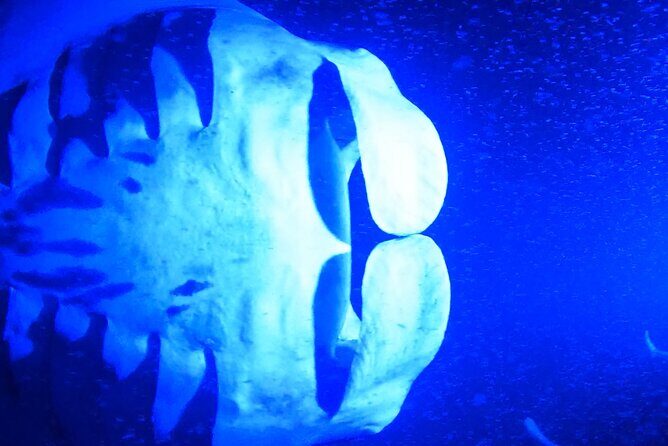 Manta Ray Night Snorkeling Adventure in Kailua-Kona - Who This Tour Is Best For