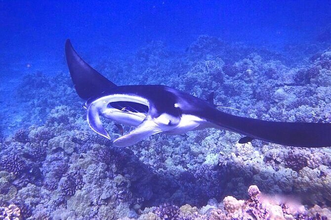Manta Ray Night Snorkeling Adventure in Kailua-Kona - Frequently Asked Questions