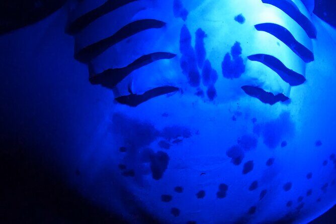 Manta Ray Night Snorkeling Adventure in Kailua-Kona - Final Thoughts
