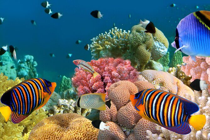 Manta Ray Snorkel Experience - The Value of the Tour