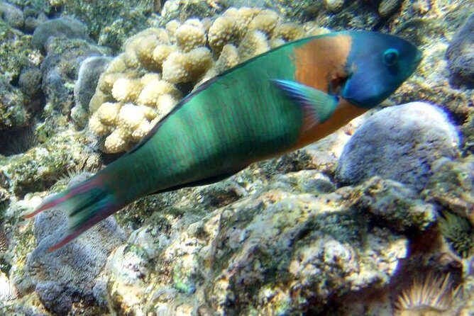 Manta Ray Snorkel Experience - Final Thoughts