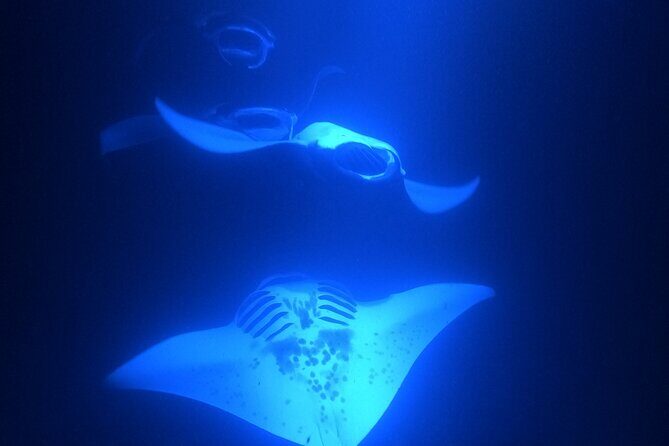 Manta Ray Snorkeling by Night in Kailua-Kona, Hawaii - FAQ