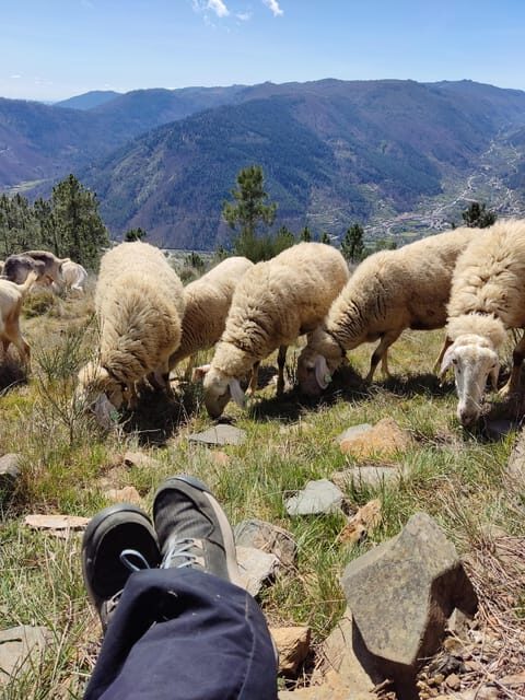 Manteigas: Serra da Estrela Shepherd Path Hike with Shepherd - Practical Details and Considerations