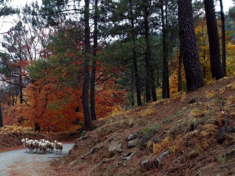 Manteigas: Serra da Estrela Shepherd Path Hike with Shepherd - FAQ