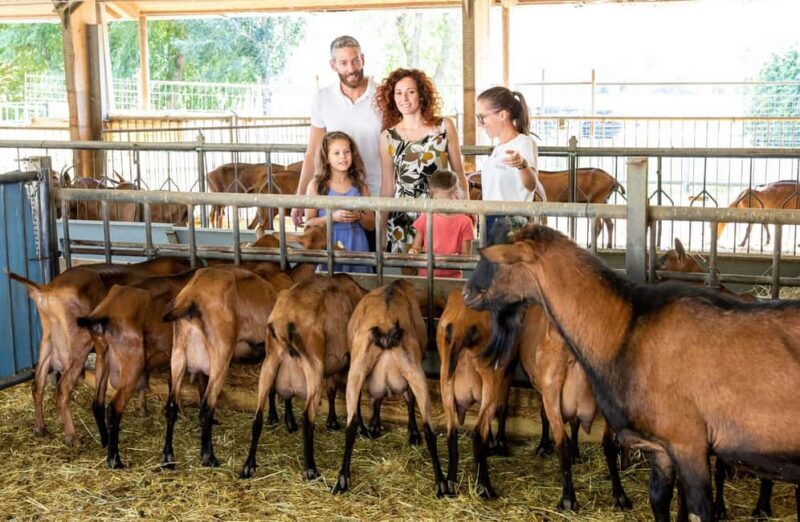 Mantello: Farm Tour with Cheese Making Workshop - An Introduction to the Farm Environment