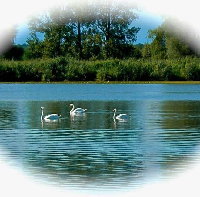 Mantua: Boating on Lake Superiore among the Lotus Flower Islands - Practical Details and What to Expect