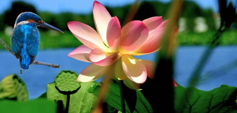 Mantua: Cruise to discover the Lotus Flowers - The Experience in Detail