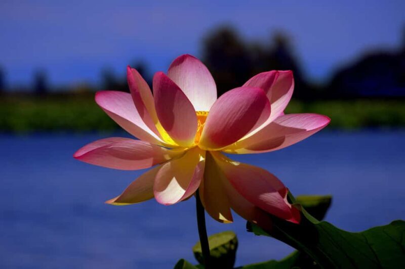 Mantua: Cruise to discover the Lotus Flowers - Practical Tips for the Trip