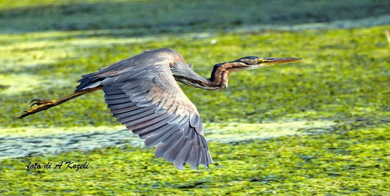 Mantua: Panoramic city navigation + protected oasis + guide on board - How Good Is the Value?