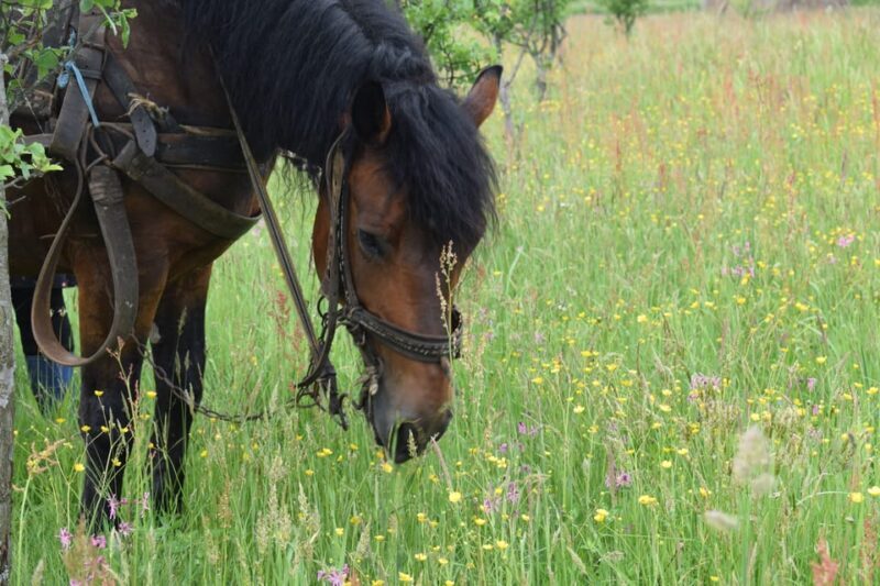 Maramures day tour (from Cluj) - FAQ
