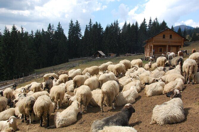 Maramures Day Tour (trip start in Bucovina, end in Sighetu M.) - Final Thoughts