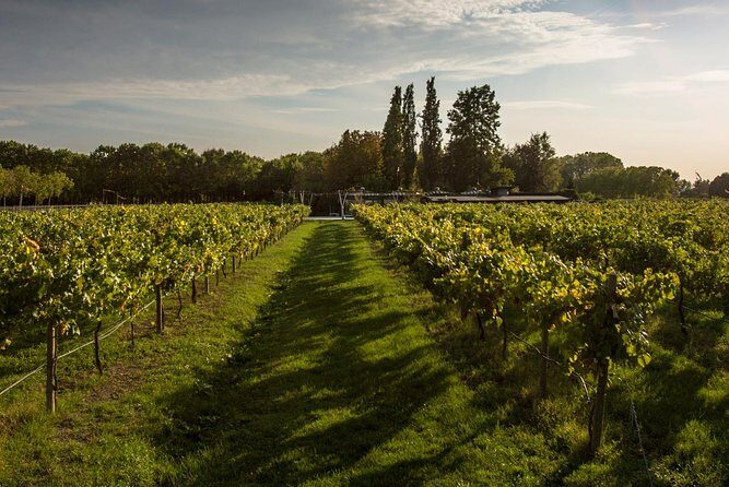 Maranello: Ferrari Museum & Balsamic Vinegar Tour - Who Is This Tour Best For?