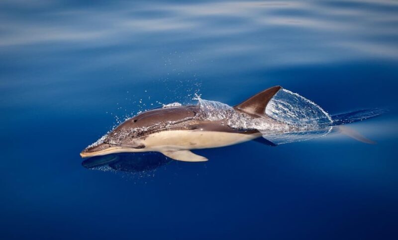 Marbella: Dolphin Watching Boat Tour - The Boat and Group Size